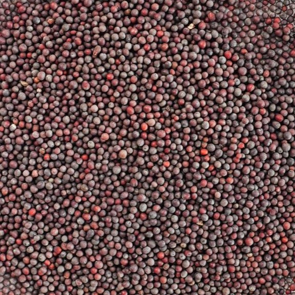 Chef Horecana Mustard Seeds – Bold & Aromatic for Professional Kitchens