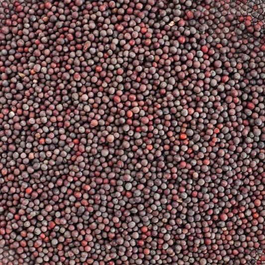 Chef Horecana Mustard Seeds – Bold & Aromatic for Professional Kitchens